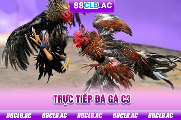 trực tiếp đá gà c3