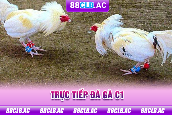 trực tiếp đá gà C1
