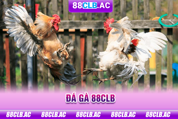 đá gà 88clb